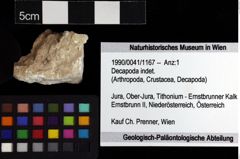 Foto (Objket + Etiketten) von Decapoda indet. 